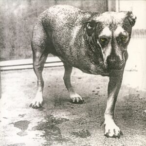 Alice in Chains - Alice in Chains (30th Anniversary)